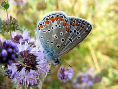 white common blue butterfly perching on purple flower at daytime