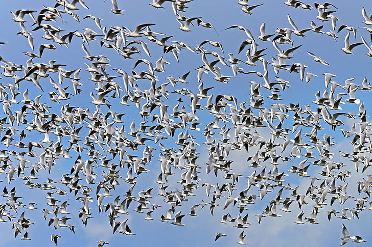 closeup photo of flying birds