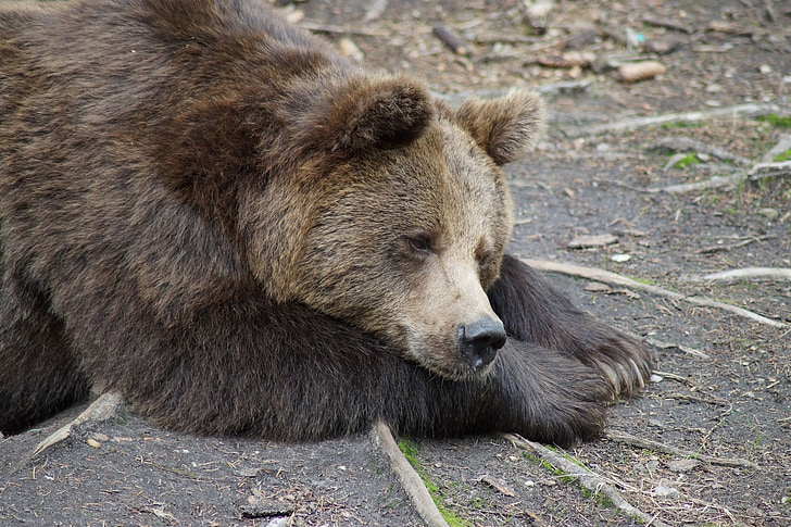 brown bear laying on gray soil