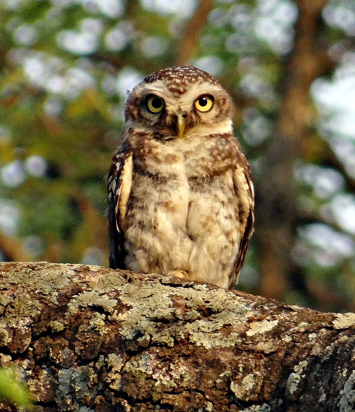 shallow focus photography of brown and white owl on tree branch