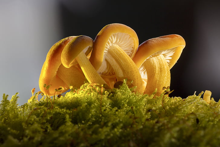yellow mushroom in closeup photography