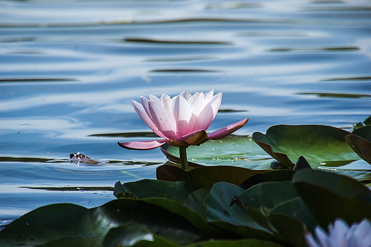 pink lotus on body of water