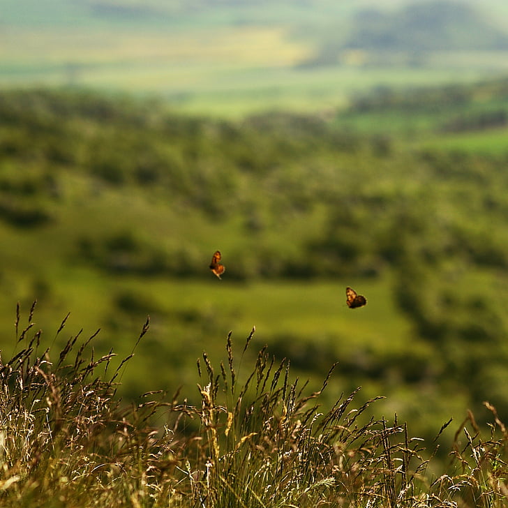 two brown butterflies flying over grass