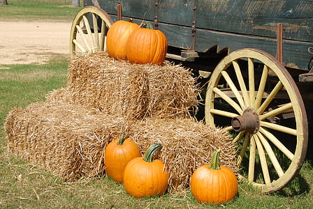 five orange pumpkin on hay and carriage