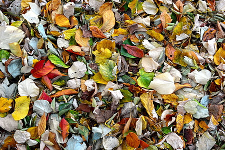 photograph of assorted-color leaf artwork