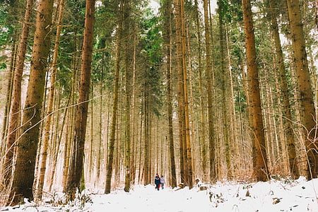 two people walking on ice-covered woods