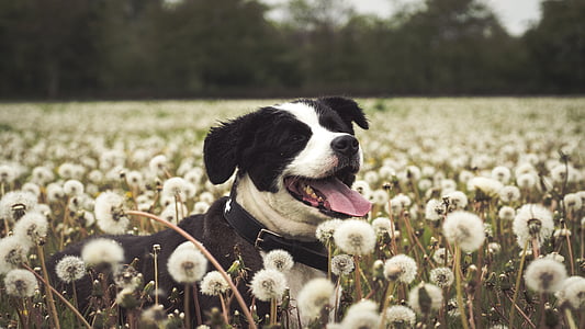 adult black and white American pit bull terrier surrounded by white dandelion at daytime