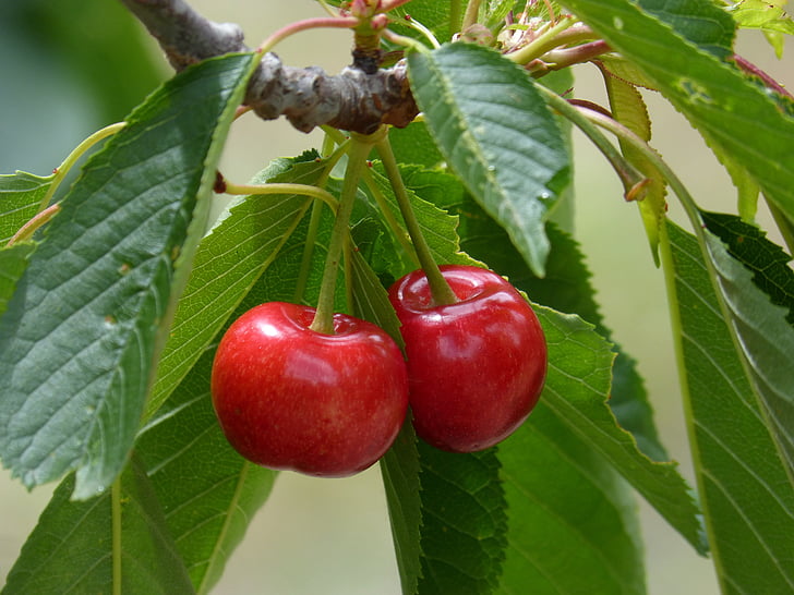 closeup photo of red cherry