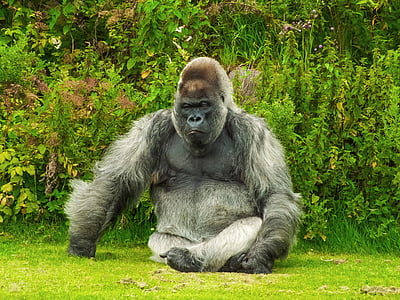 grey and black gorilla seats on green grass