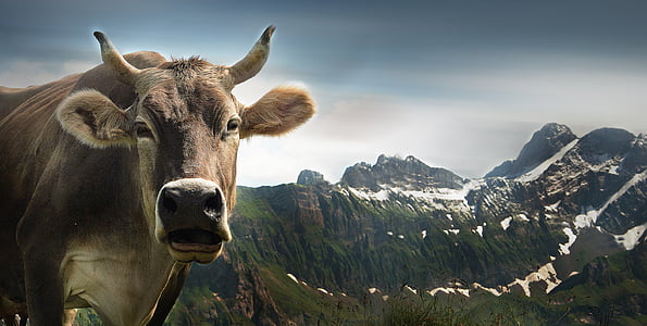 brown cow with mountains on distance edited photo