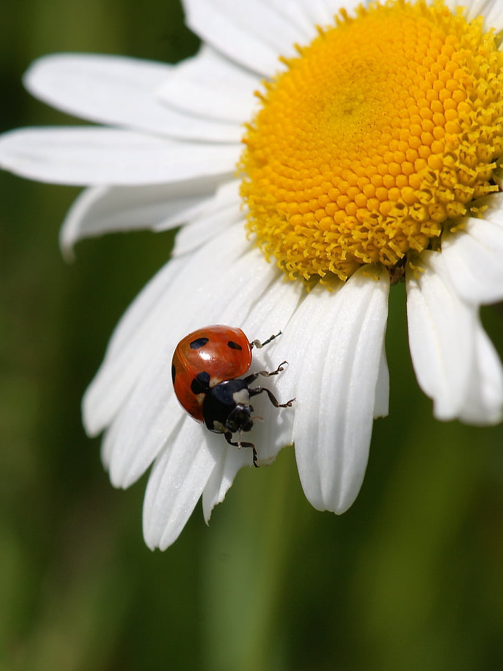 closeup photo of red and ladybug on daisy flower
