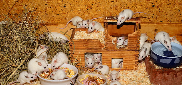 herd of white mouse