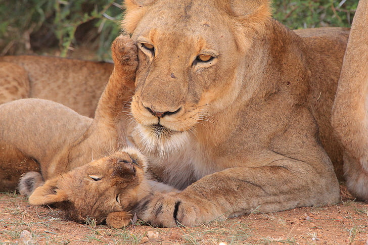 brown lioness beside cub