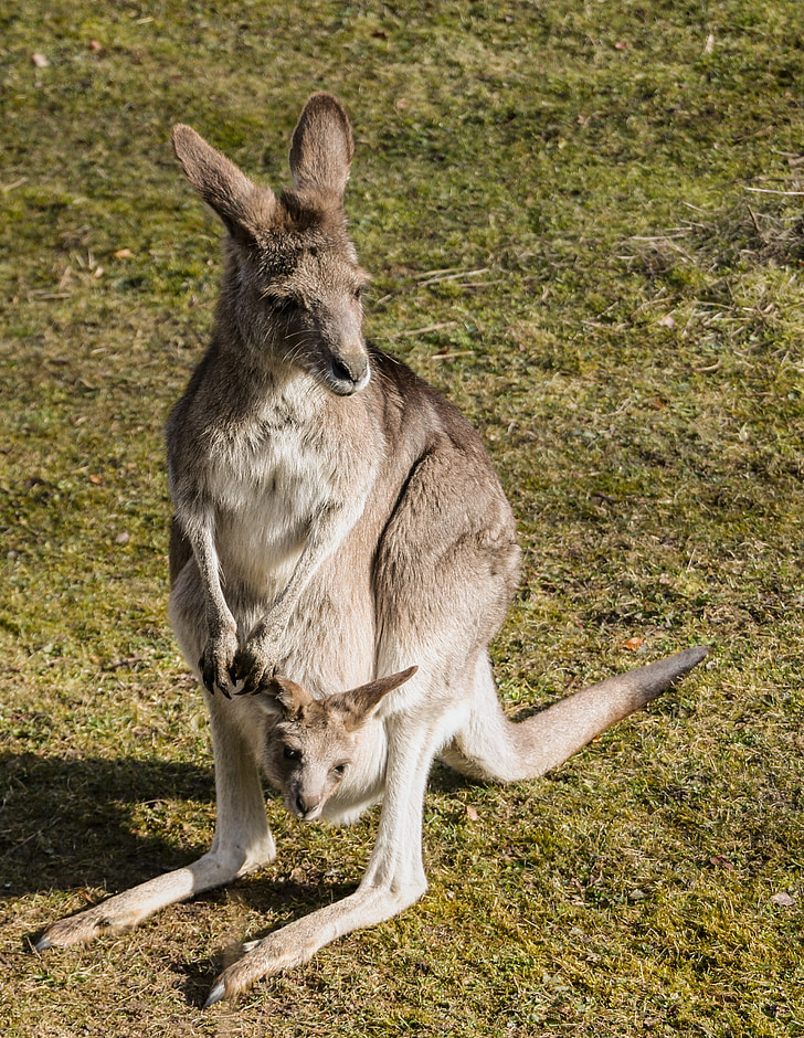 brown kangaroo on green grass