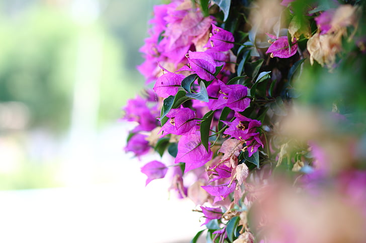 close-up photo of purple bougainvillea flower