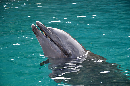 gray dolphin on water