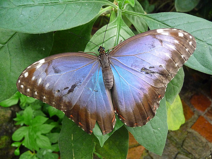 morpho butterfly perching on green ovate leaf during daytime