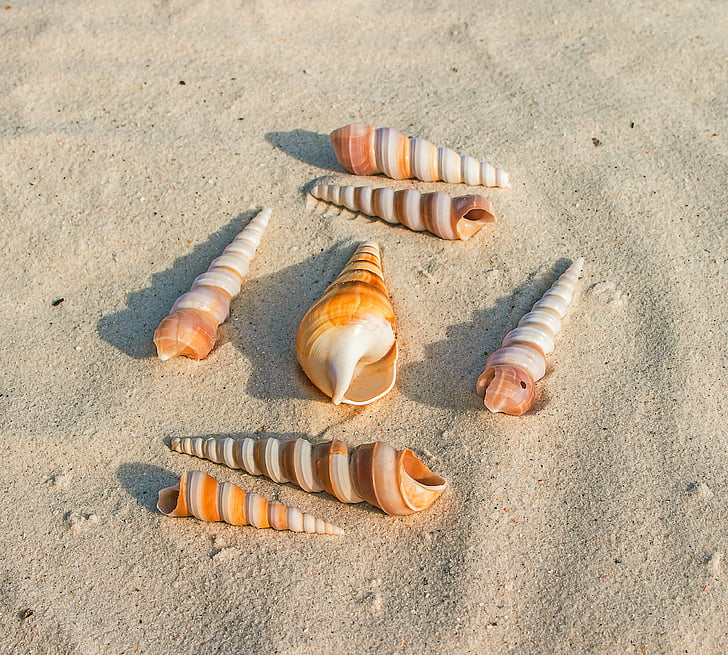 seven seashells on white sand at daytime