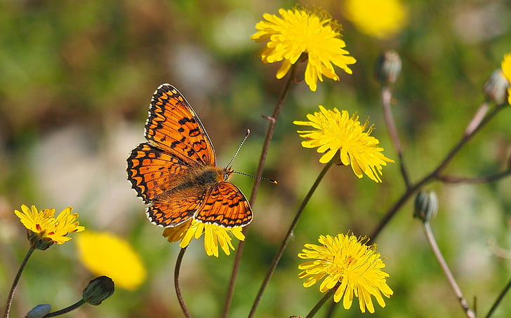 selective focus photography of brown fritillary butterfly perched on yellow petaled flower