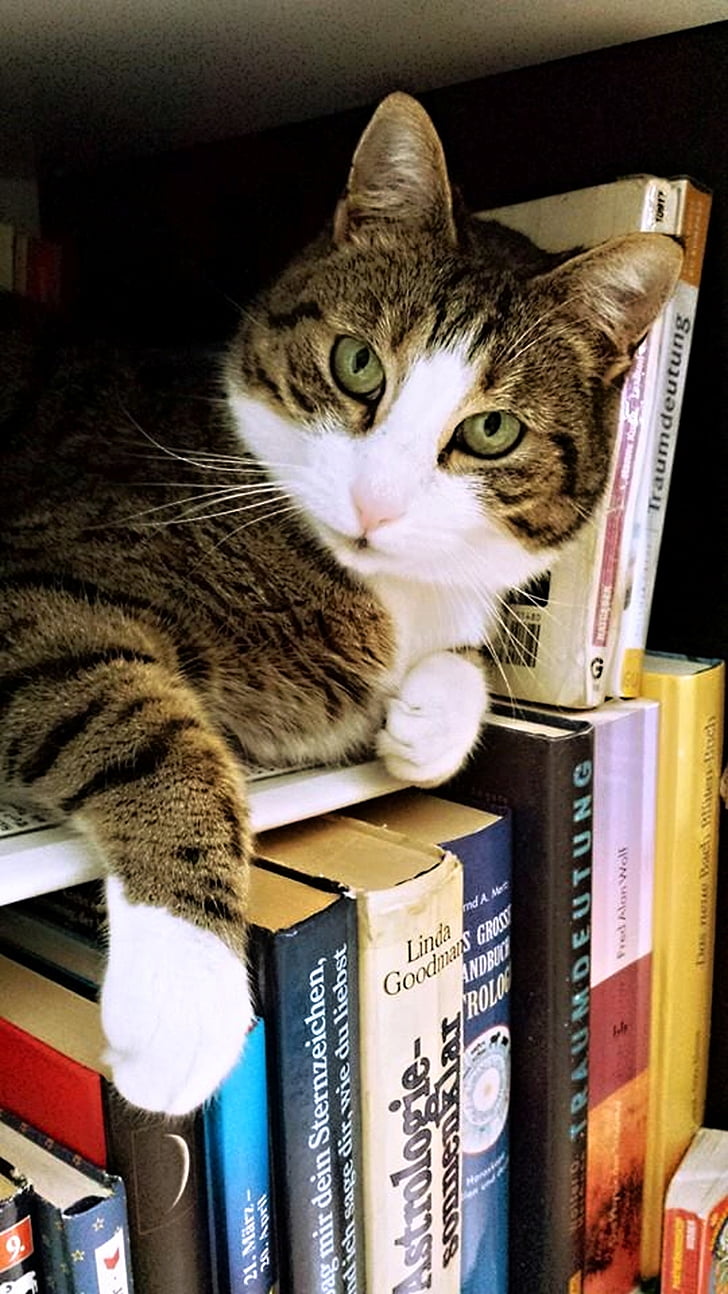 short-fur gray tabby cat lying on top of books