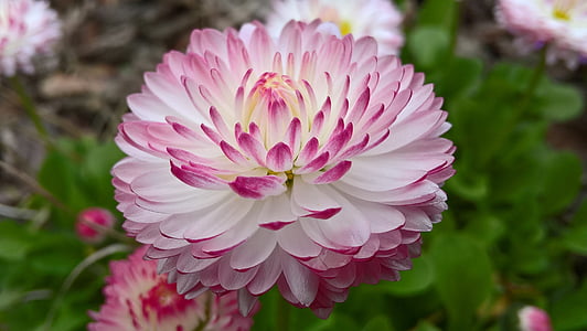 pink-and-white dahlia flowers in bloom at daytimer