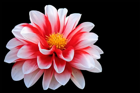closeup photo of red and white petaled flower