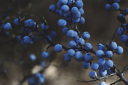 selected focus photo of blue fruit