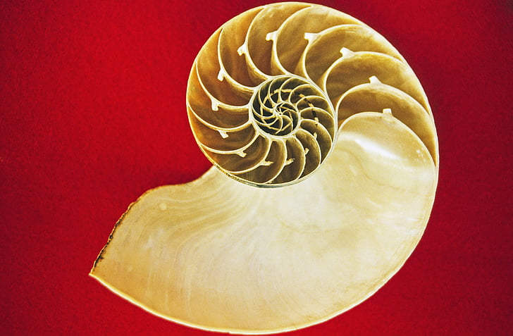 white conch shell on red surface