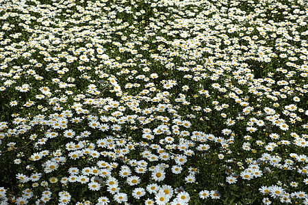 white-petaled flowers field