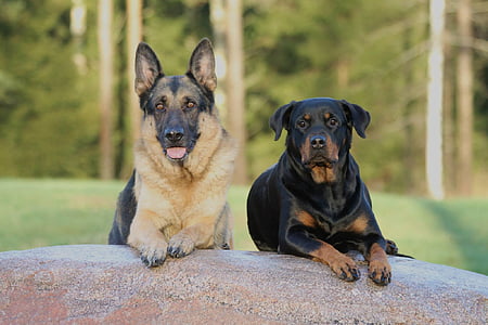 adult black and tan German shepherd with mahogany Rottweiler