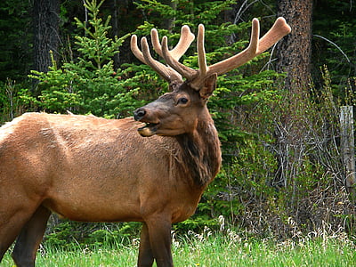 elk outdoor near trees