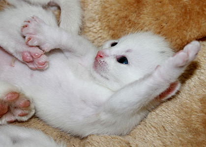 short-haired white kitten