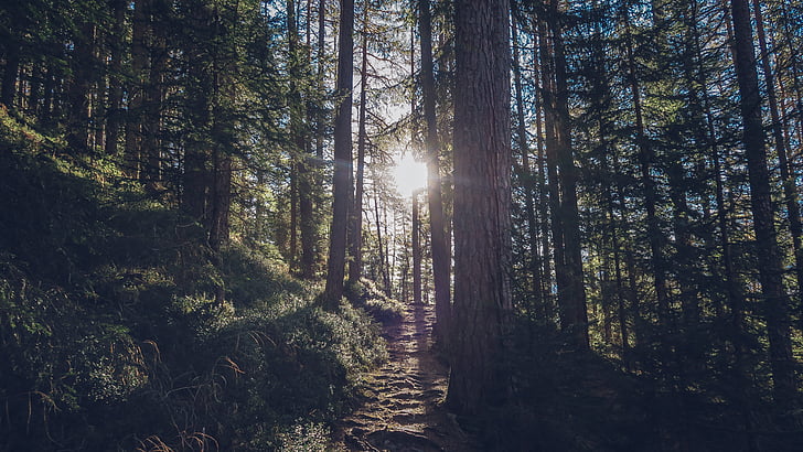 forest, nature, outdoors, path, sun, trees