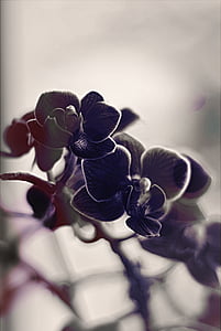 black petaled flowers