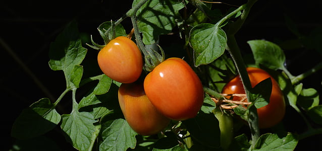 three red tomatoes