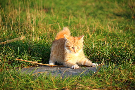 photo of orange cat surrounded by grasses