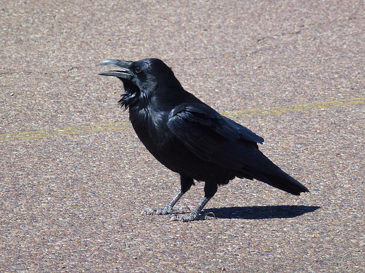 crow on floor during daytime