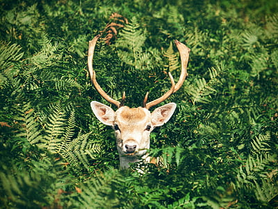 deer's head coming out from green plant