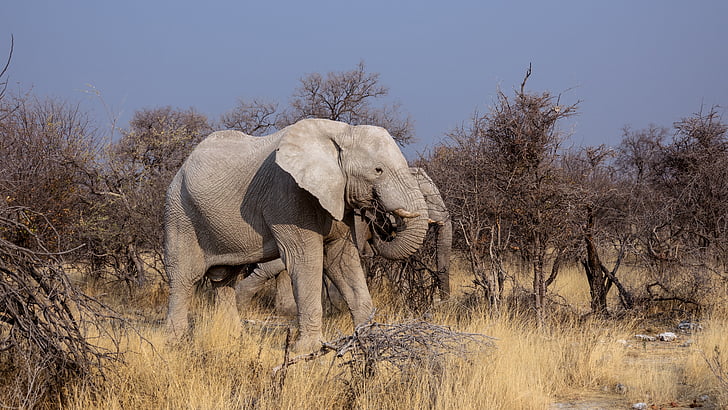 wildlife photo of two gray elephants