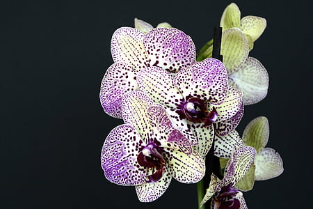 white and purple orchid flowers in closeup photo
