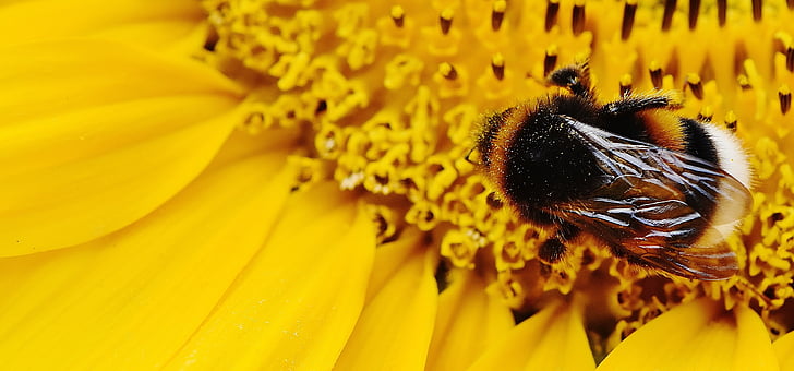 bumble bee perching on yellow flower macro shot photography