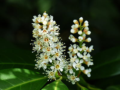 white chestnut flowers