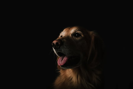 adult golden retriever with black background
