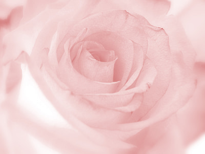shallow focus photo of pink rose