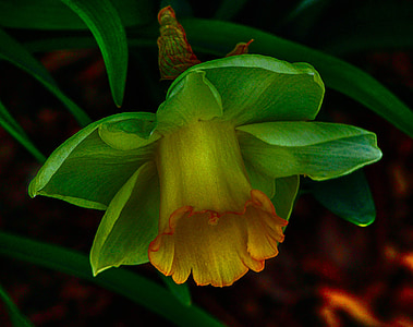 yellow bellflower