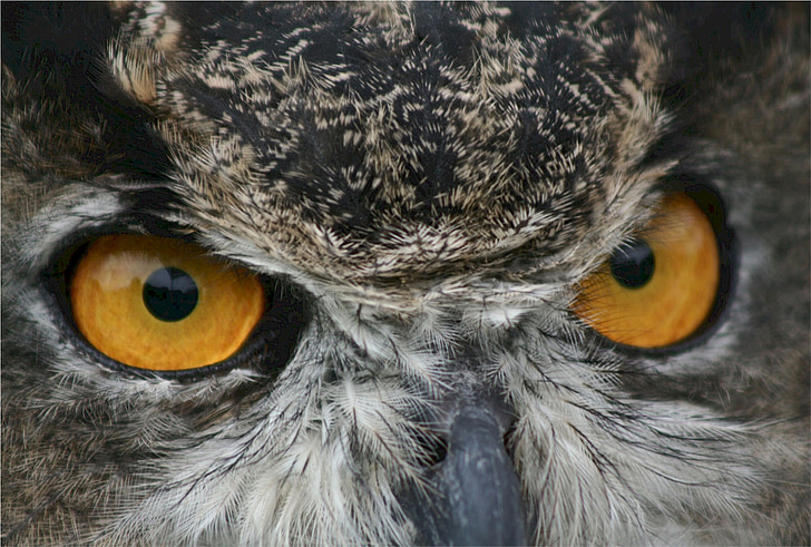 gray owl on focus photo