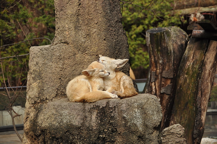 two beige animals laying on rock