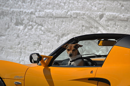 tricolor Jack Russell terrier inside yellow convertible coupe