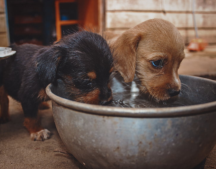 two puppies drinking water from bowl