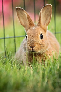 close up photography of brown rabbit